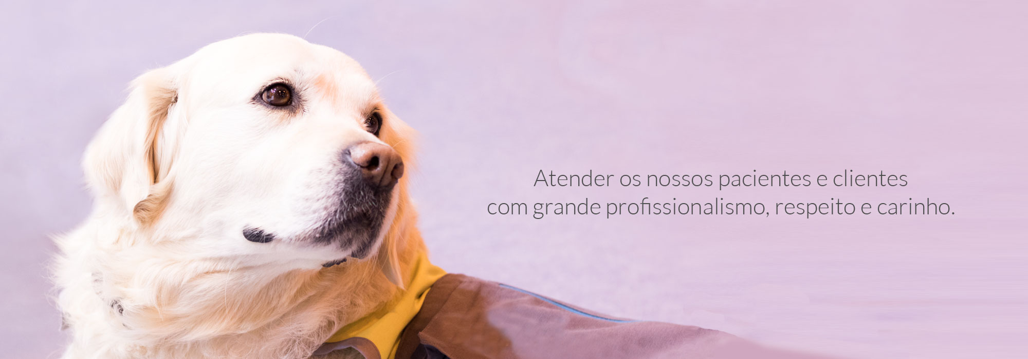 Cão Covelovet