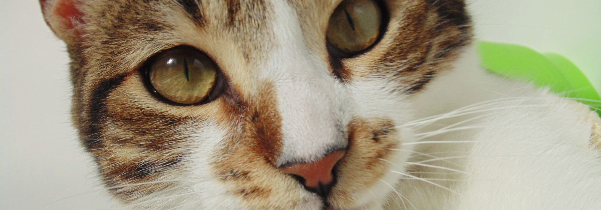 Gato Covelovet