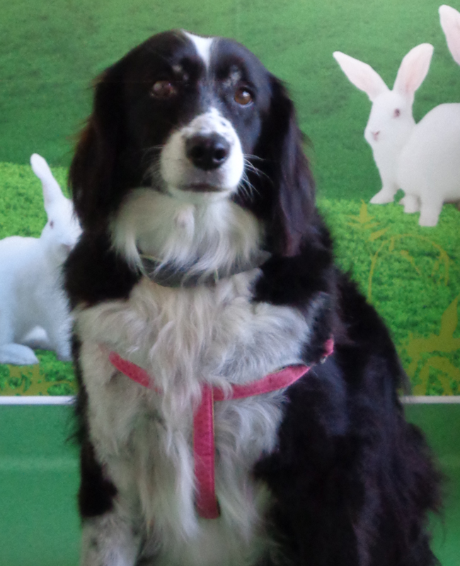 Cão