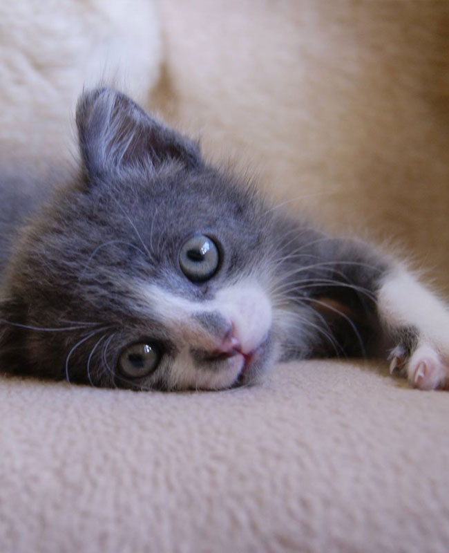 Gatinho