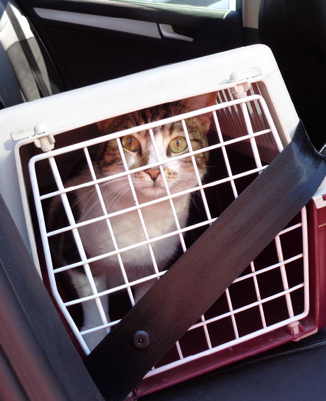 Transportadora Gato
