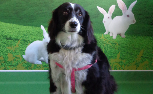Cão