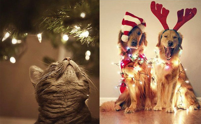 Animais Natalícios
