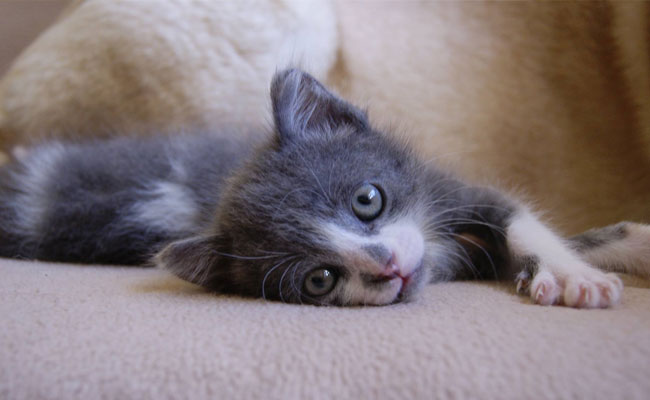 Gatinho