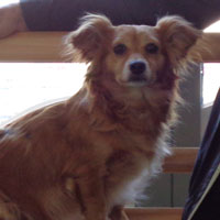Estrela