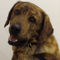 Rufus