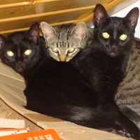 3 Manaas
