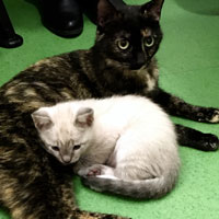 Madeixa e Cuca